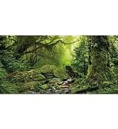 48x24 in Aquatic Plant Aquarium Backdrop — Riverbed Fish Tank Background — collection imagery