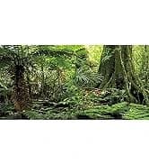 48x24 in Aquatic Plant Aquarium Backdrop — Riverbed Fish Tank Background — collection imagery