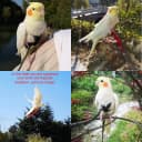 Adjustable Bird Harness with 80-inch Leash