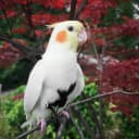 Adjustable Bird Harness with 80-inch Leash