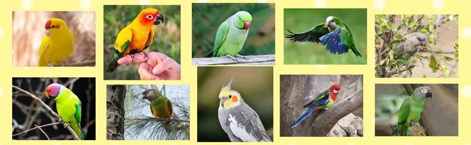 Adjustable Bird Harness with 80-inch Leash — collection imagery