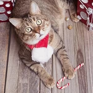 Cat Toy Roller 3-Level Turntable Cat Toys with Six Colorful Balls — collection imagery