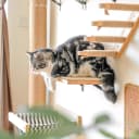 Cat Wall Shelves — 17 x 10 Inch