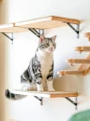 Cat Wall Shelves — 17 x 10 Inch