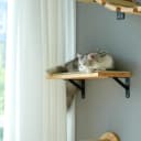 Cat Wall Shelves — 17 x 10 Inch