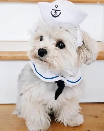 Pet Sailor Costume for Cats Small Dogs Rabbits — collection imagery
