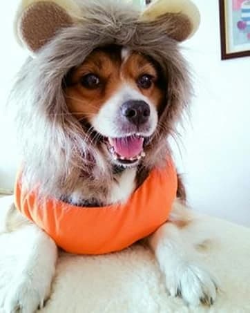 Pet Sailor Costume for Cats Small Dogs Rabbits — collection imagery
