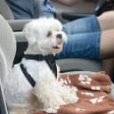 Dog Blankets — 6 Pack Fleece Pet Blankets