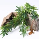 Reptile Plants Hanging Silk Terrarium Plants with Suction Cup for Bearded Dragons