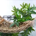 Reptile Plants Hanging Silk Terrarium Plants with Suction Cup for Bearded Dragons