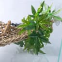 Reptile Plants Hanging Silk Terrarium Plants with Suction Cup for Bearded Dragons