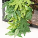 Reptile Plants Hanging Silk Terrarium Plants with Suction Cup for Bearded Dragons