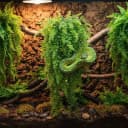 Reptile Plants Hanging Fake Vines Boston Climbing Terrarium Plant with Suction Cup for Bearded Dragons Lizards
