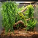 Reptile Plants Hanging Fake Vines Boston Climbing Terrarium Plant with Suction Cup for Bearded Dragons Lizards