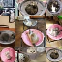 Cat Bed Sleeping Cat Hammock — 16.9in x 16.9in x 9.5in