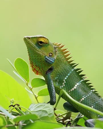 Reptile Mister — Automatic Misting System for Reptile Tank — collection imagery