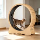 Cat Exercise Wheel for Indoor Cats — 46 Inch