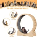 Cat Exercise Wheel for Indoor Cats — 46 Inch