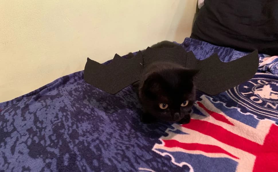 Pet Cat Bat Wings for Halloween Party Decoration — product details