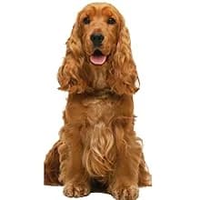 4-Pack Flea Comb for Dogs and Cats Stainless Steel Pet Grooming Comb Set — long hair dog
