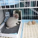 Rabbit Litter Box – Training Potty Tray for Guinea Pig and Small Pets · Spacious Grid Pan with Low Entrance