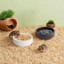 2 Pack Ceramic Bowls for Syrian Hamster and Hedgehog