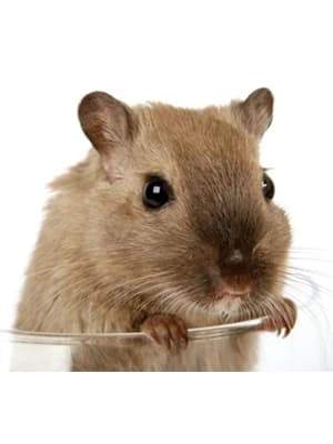 Hamster Sand Bath Container — Hamster Bathtub with Cleaning Scoop — product details