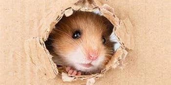 Hamster Sand Bath Container — Hamster Bathtub with Cleaning Scoop — product details