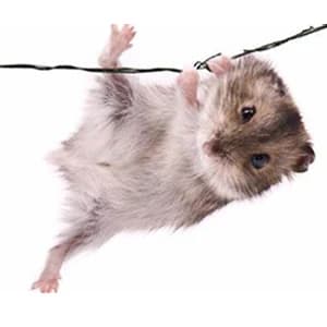 Hamster Sand Bath Container — Hamster Bathtub with Cleaning Scoop — Give our hamster a Sand Bath