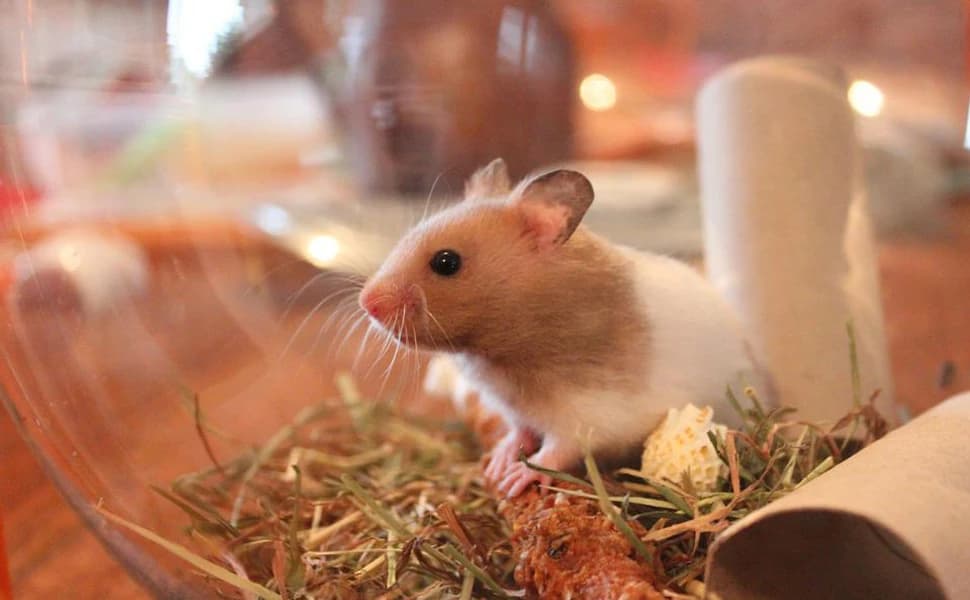 Hamster Sand Bath Container — Hamster Bathtub with Cleaning Scoop — product details