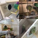 Wood Parakeet Nest Box with Natural Nesting Pads