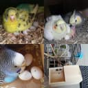 Wood Parakeet Nest Box with Natural Nesting Pads