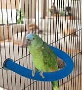 Parakeet Nesting Box — Cockatiel Bird Nest Box with Perch(S) — collection imagery