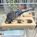 Wooden Bird Foraging Puzzle Toys for Parrots — Parakeet