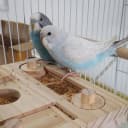 Wooden Bird Foraging Puzzle Toys for Parrots — Parakeet