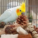 Bird Toys Parrot Toys Natural Bird Foraging Box Foot for Parakeets