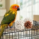 Bird Toys Parrot Toys Natural Bird Foraging Box Foot for Parakeets