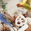 Bird Toys Parrot Toys Natural Bird Foraging Box Foot for Parakeets