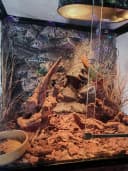 Fake Desert Dry Grass Reptile Plants — Bearded Dragon Terrarium Décor