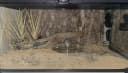 Fake Desert Dry Grass Reptile Plants — Bearded Dragon Terrarium Décor