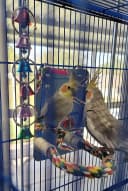 7" Bird Mirror with Rope Perch Bird Toys Swing