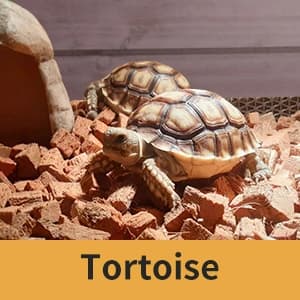 Tortoise Habitat Indoor and Outdoor — collection imagery