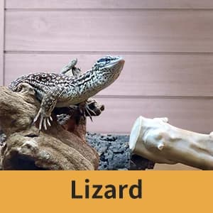 Tortoise Habitat Indoor and Outdoor — collection imagery