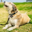 Dog Tag Silencer — Black Pawprint - Quiet Noisy Pet Tags - Fits Up to Four Pet IDs - Dog Tag Cover Protects