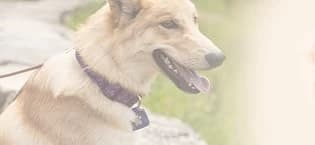 Dog Tag Silencer — Black Pawprint - Quiet Noisy Pet Tags - Fits Up to Four Pet IDs - Dog Tag Cover Protects — collection imagery