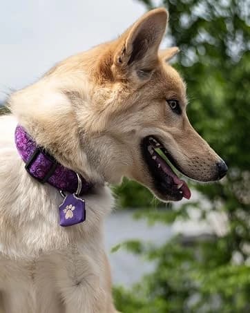 Dog Tag Silencer — Black Pawprint - Quiet Noisy Pet Tags - Fits Up to Four Pet IDs - Dog Tag Cover Protects — collection imagery