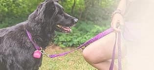 Dog Tag Silencer — Black Pawprint - Quiet Noisy Pet Tags - Fits Up to Four Pet IDs - Dog Tag Cover Protects — collection imagery