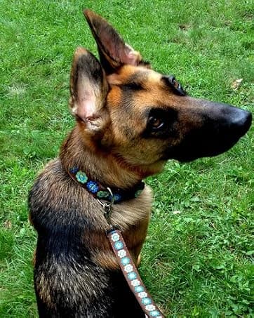 Dog Tag Silencer — Black Pawprint - Quiet Noisy Pet Tags - Fits Up to Four Pet IDs - Dog Tag Cover Protects — collection imagery