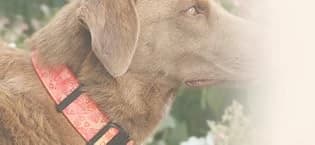 Dog Tag Silencer — Black Pawprint - Quiet Noisy Pet Tags - Fits Up to Four Pet IDs - Dog Tag Cover Protects — collection imagery