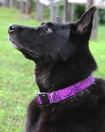 Dog Tag Silencer — Black Pawprint - Quiet Noisy Pet Tags - Fits Up to Four Pet IDs - Dog Tag Cover Protects — collection imagery